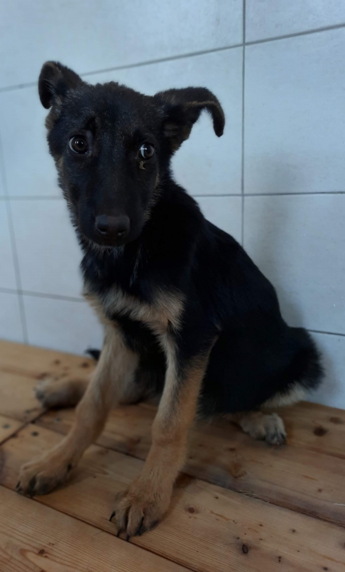 გერმანული ნაგაზის მეტისი მანი