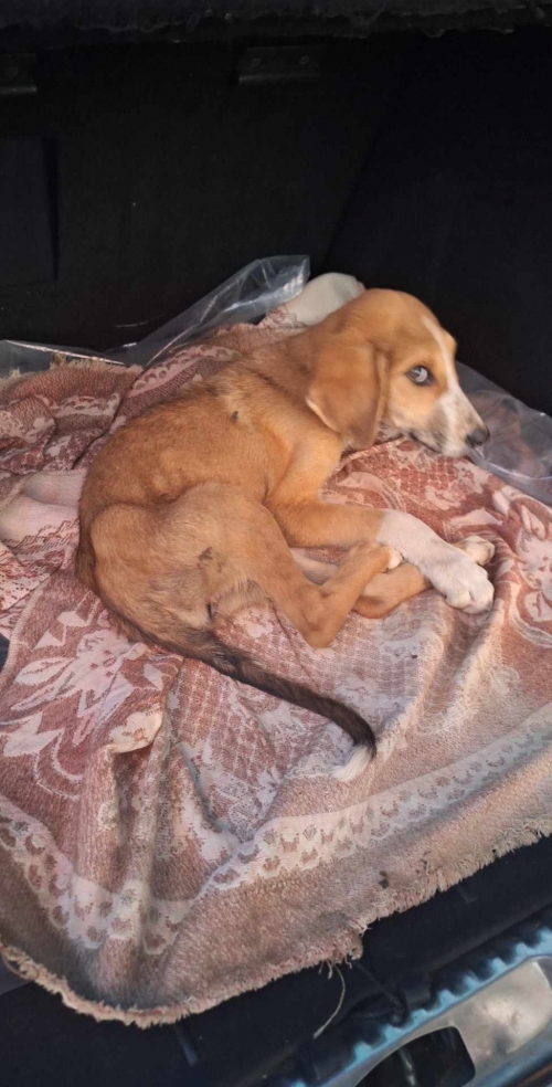 მეტისი წალკა