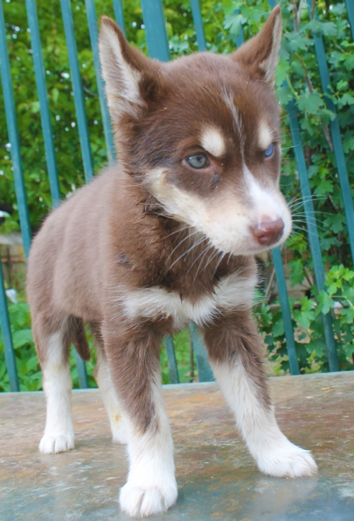 ლაიკა უსახელო