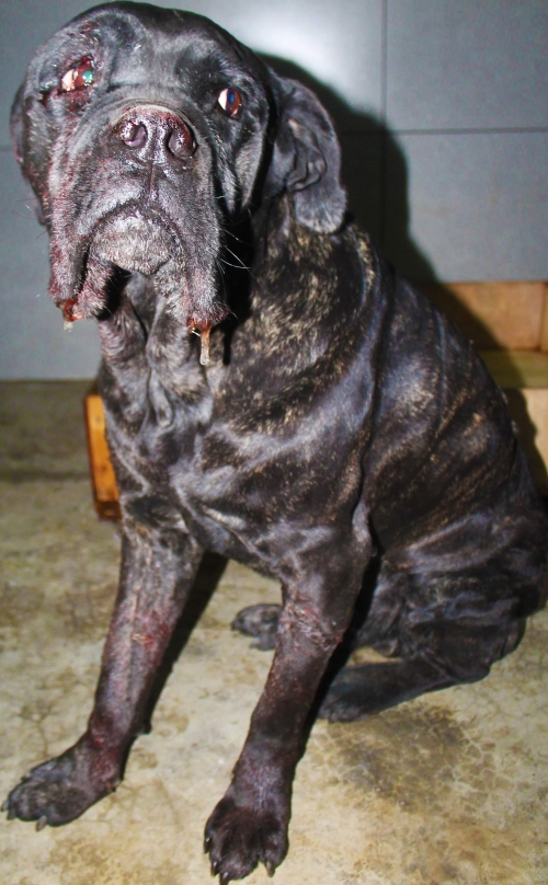 კანე კორსო უსახელო