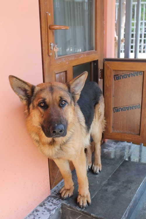 გერმანული ნაგაზი უსახელო