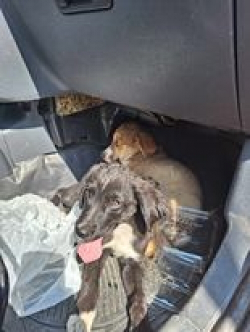 მეტისი ფასანაური