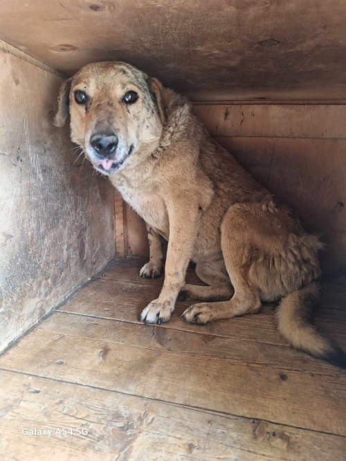 მეტისი ლილოს დასახლება