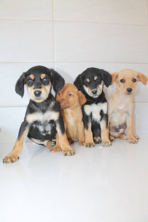 მეტისი უსახელო