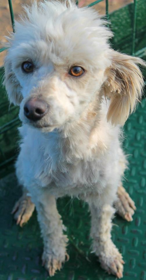 ბალონკა უსახელო