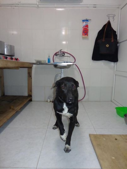 მეტისი უსახელო