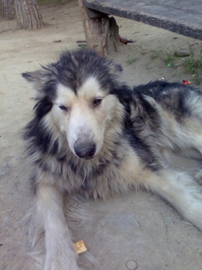 * გარდაცვლილები