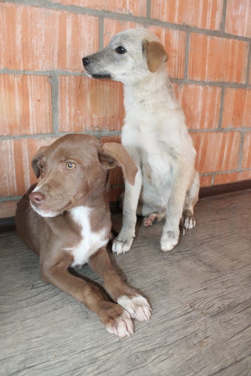 მეტისი უსახელო