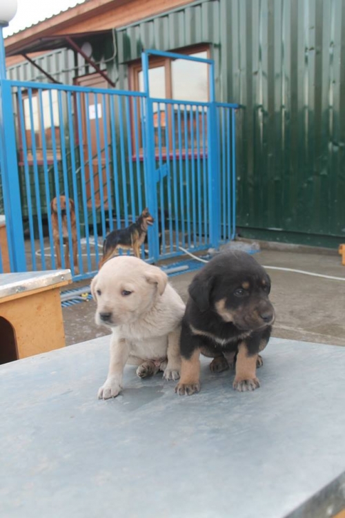 მეტისი უსახელო