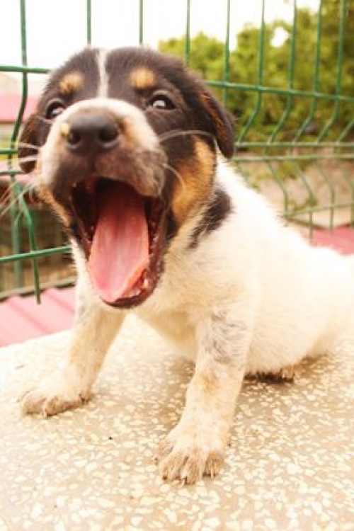 მეტისი უსახელო