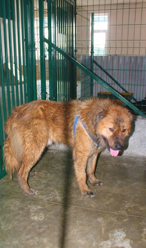 ქართული ნაგაზი ბუბუ