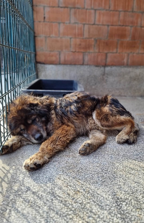 ქართული ქოფაკი აბასტუმანი