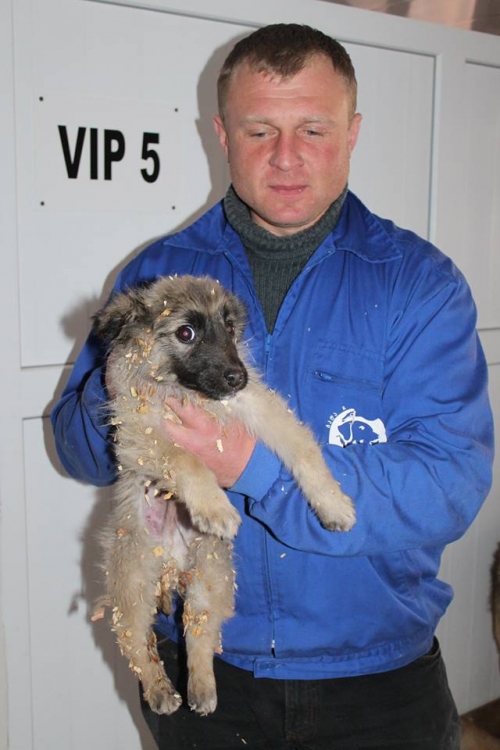 მეტისი რიჩი