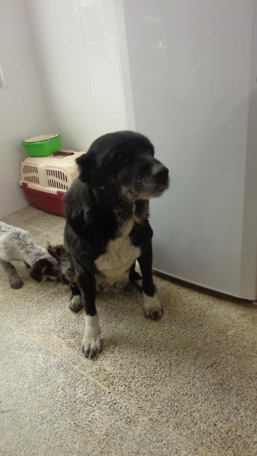 ქართული ქოფაკი უცნობი