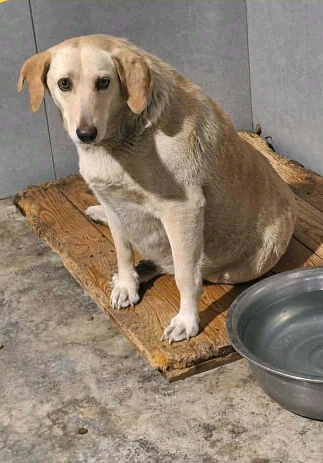 მეტისი. საგარეჯო