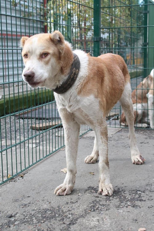 ქართული ნაგაზი სიმბა