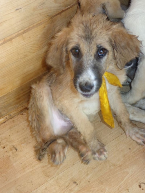 მეტისი უსახელო