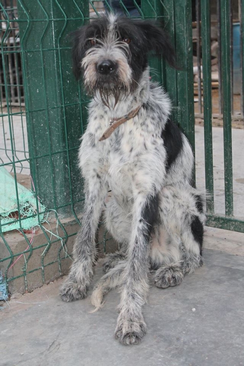 დრათხარი ბიბი