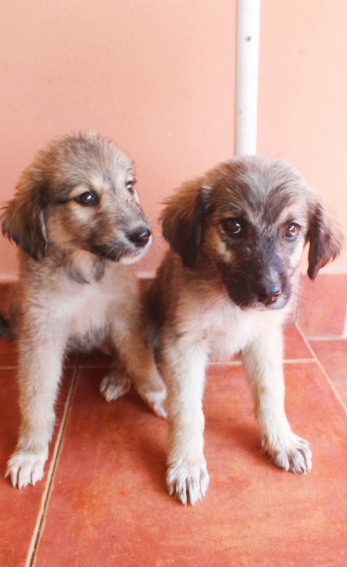 მეტისი უსახელო