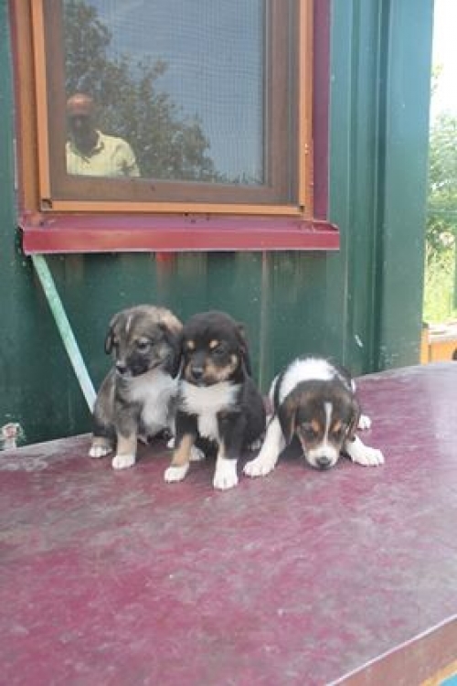 ქართული ქოფაკი უსახელო