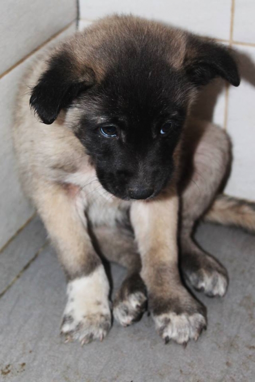 მეტისი უსახელო