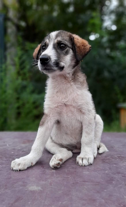 მეტისი უსახელო