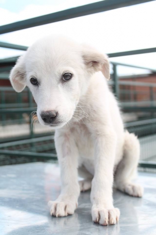 მეტისი უსახელო