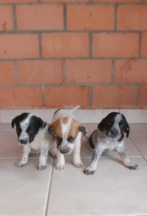 მეტისი უსახელო