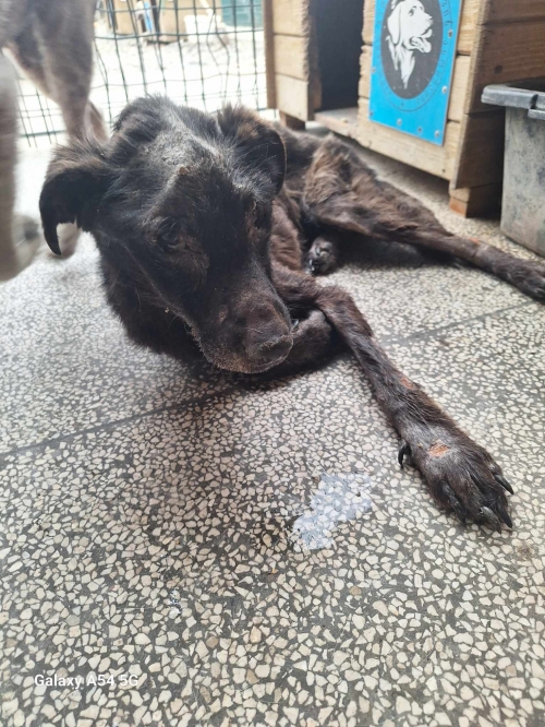 მეტისი ავჭალა ტაძრის ქუჩა 44