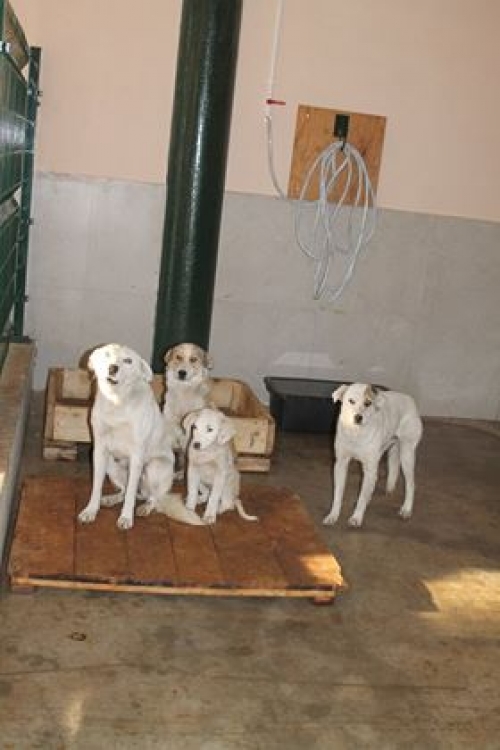 მეტისი უსახელო