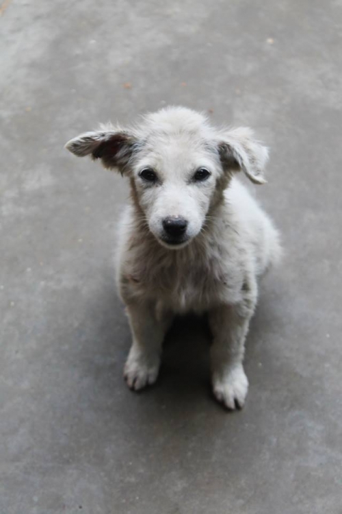 მეტისი უსახელო