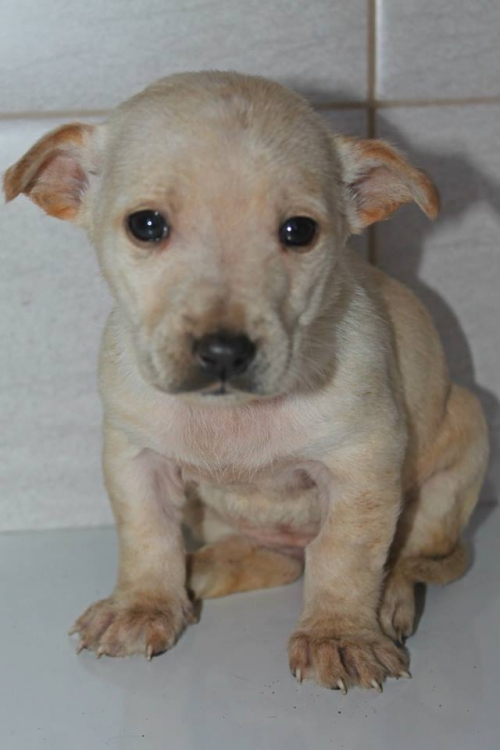 მეტისი უსახელო