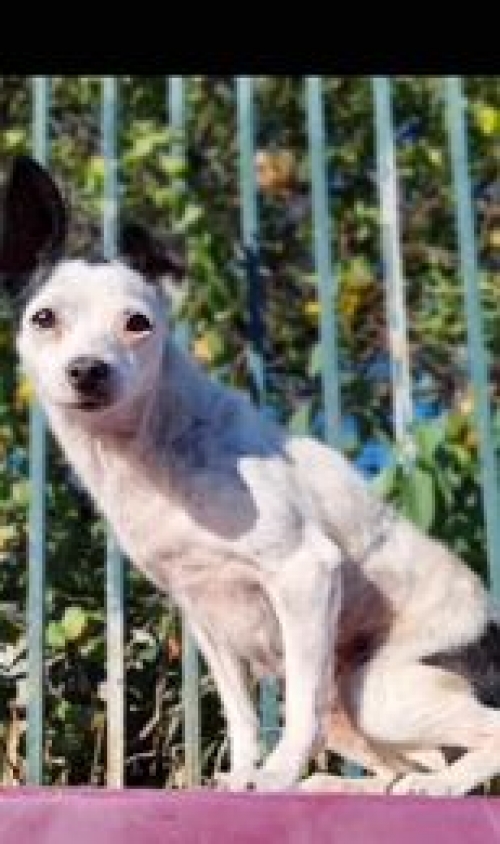 მეტისი ივერთუბანი