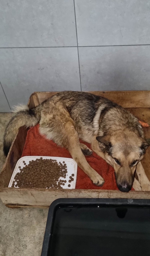 მეტისი რაჭა