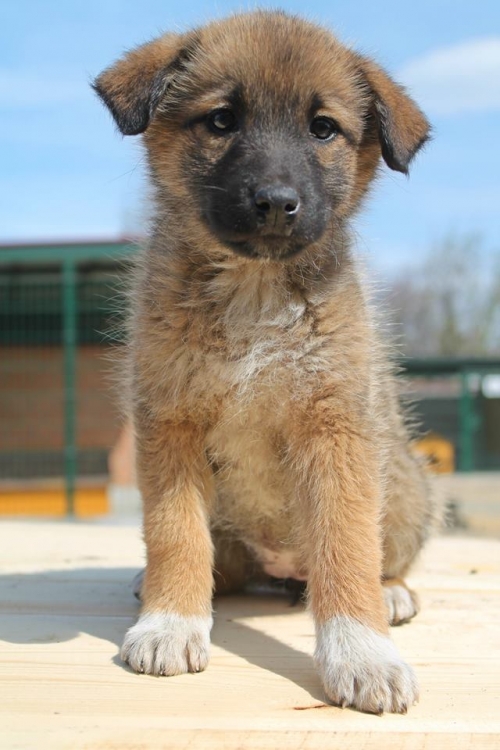 მეტისი უსახელო