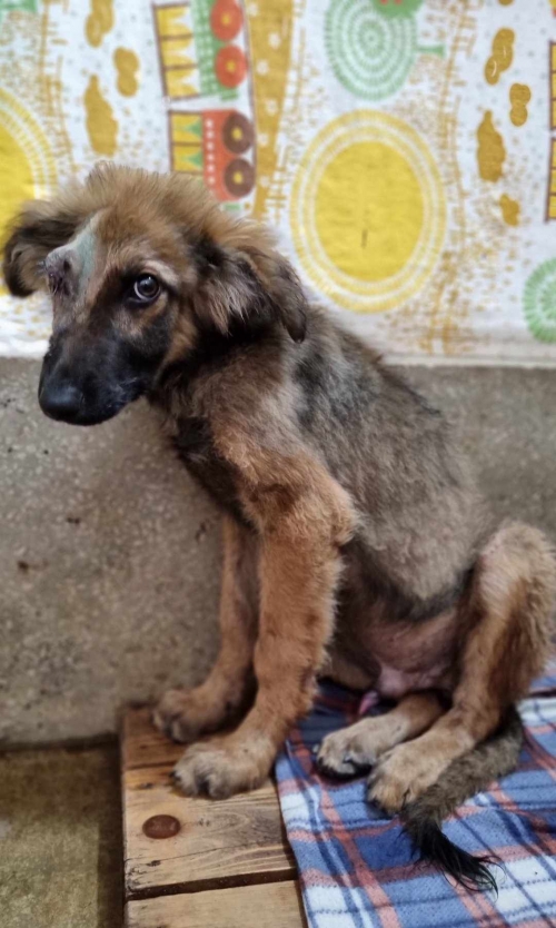 მეტისი ცალ თვალა