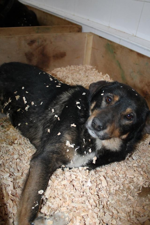 მეტისი უსახელო