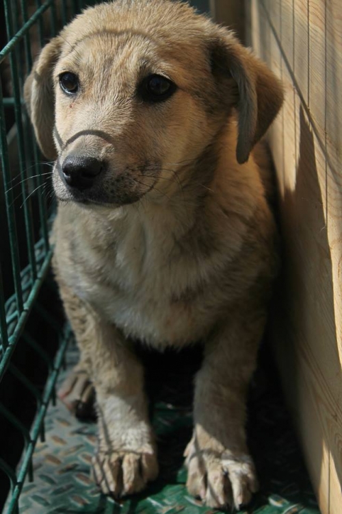 მეტისი უსახელო