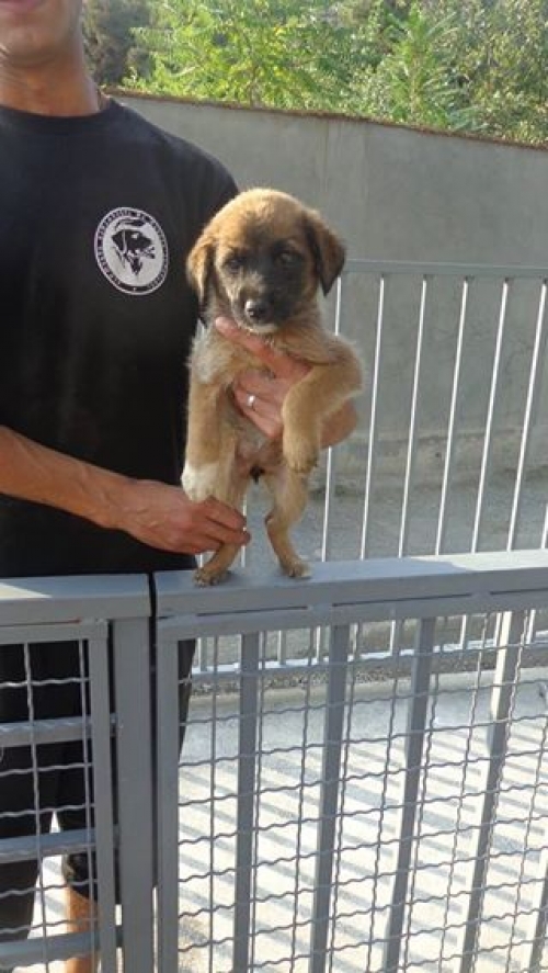 მეტისი უსახელო