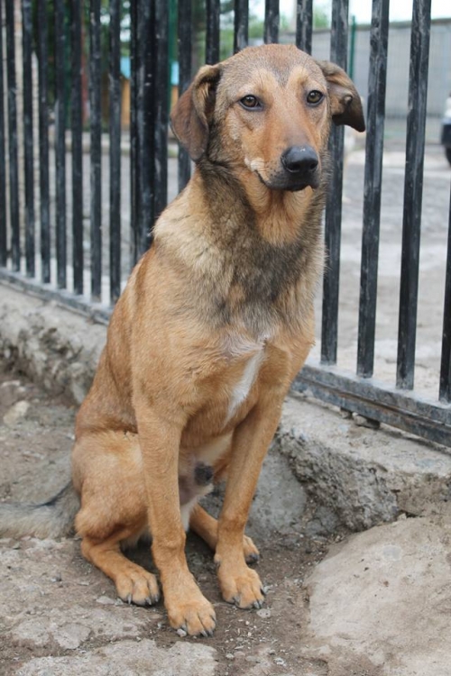 მეტისი ბილი