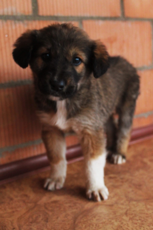 ქართული ქოფაკი უსახელო