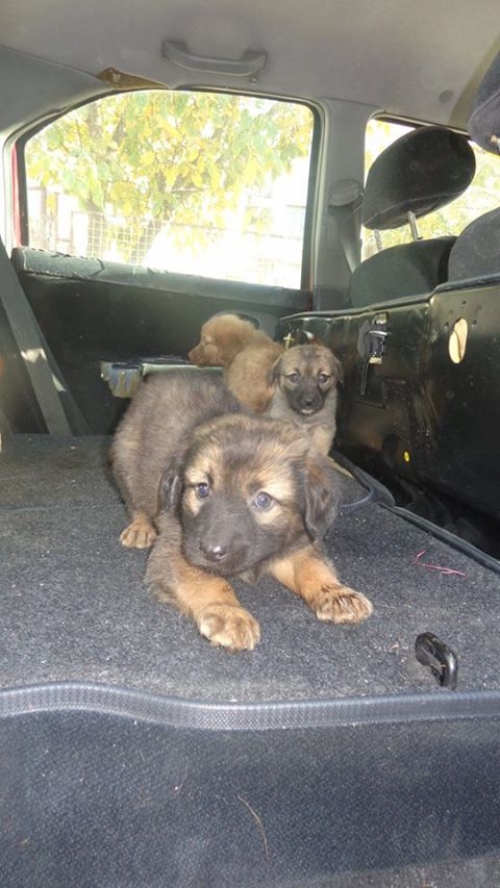 მეტისის ლეკვები უსახელოები