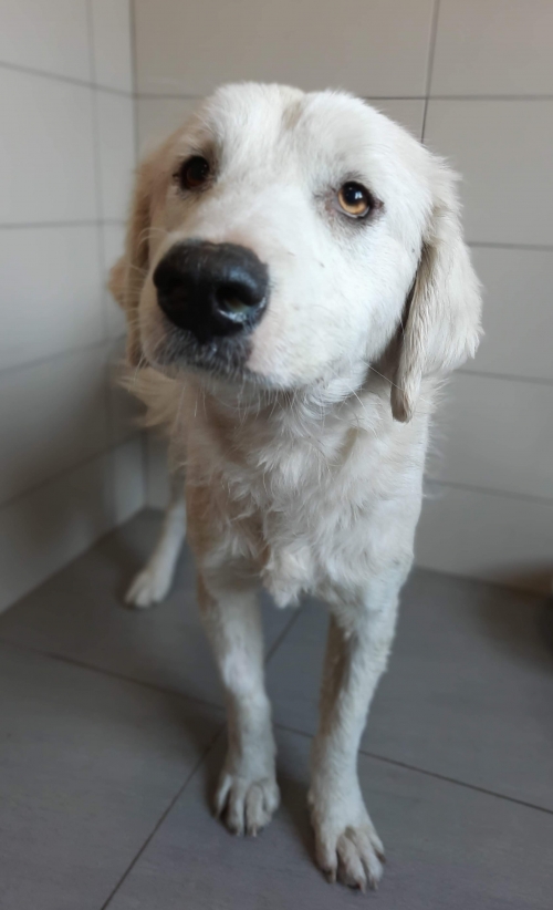 ქართული ქოფაკი უსახელო