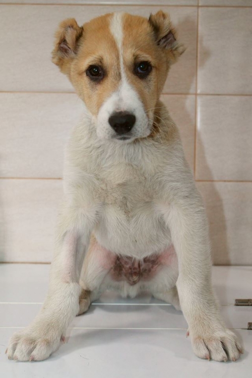 ქართული ნაგაზი ბომბორა