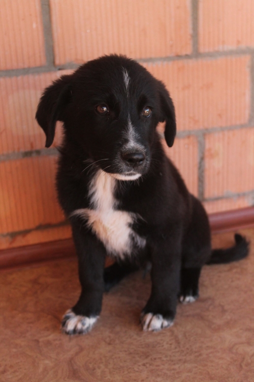 მეტისი უსახელო