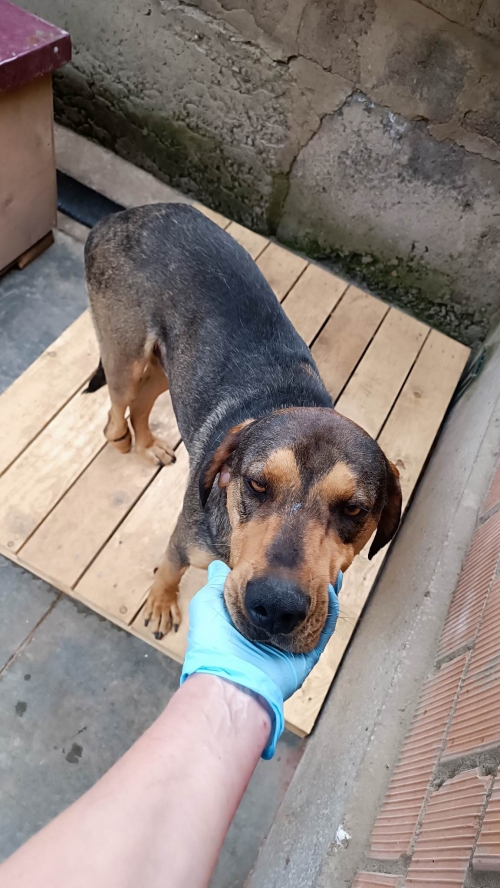 მეტისი ჟინვალი