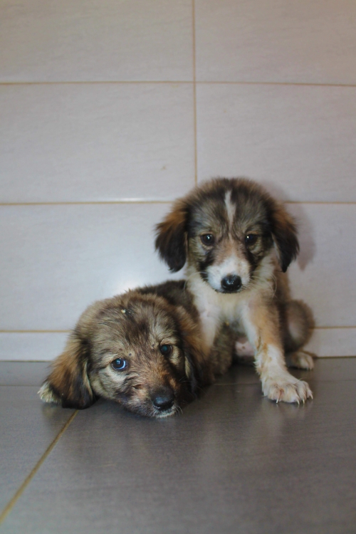 ქართული ქოფაკი უსახელო