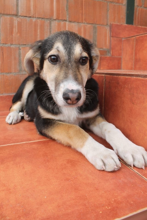 გერმანული ნაგაზის მეტისი უსახელო