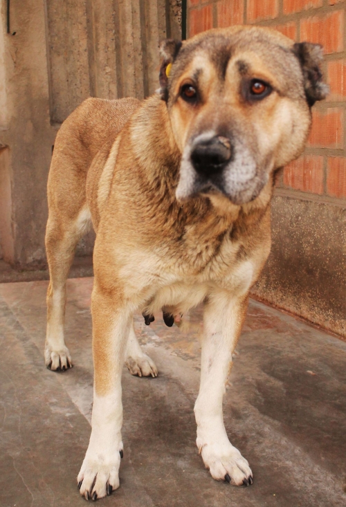 ქართული ნაგაზი უსახელო