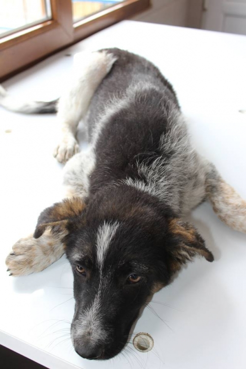 მეტისი უსახელო